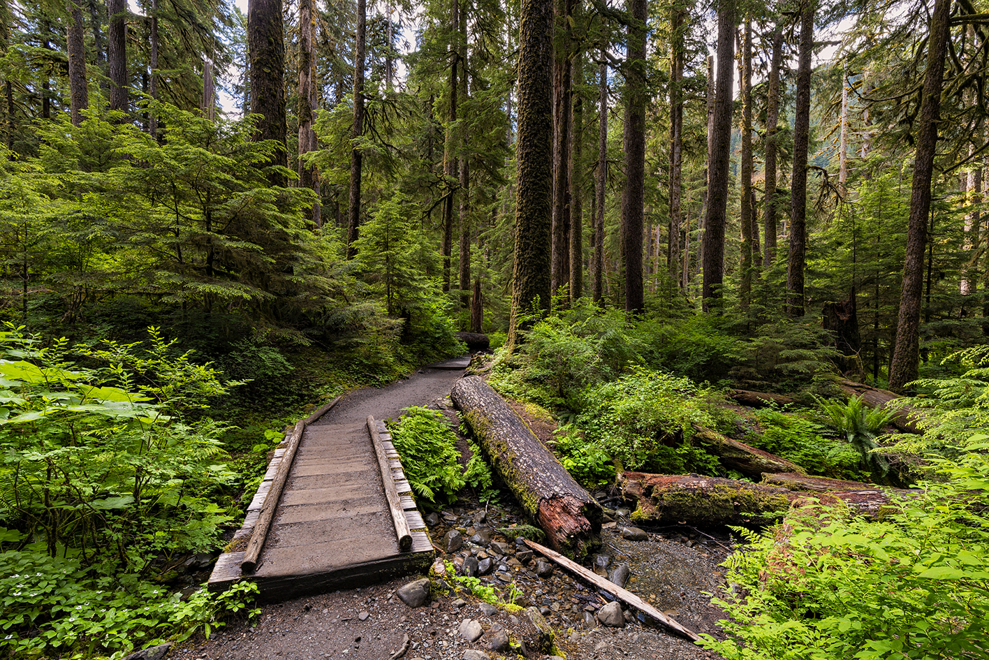 Along the Sol Duc Trail