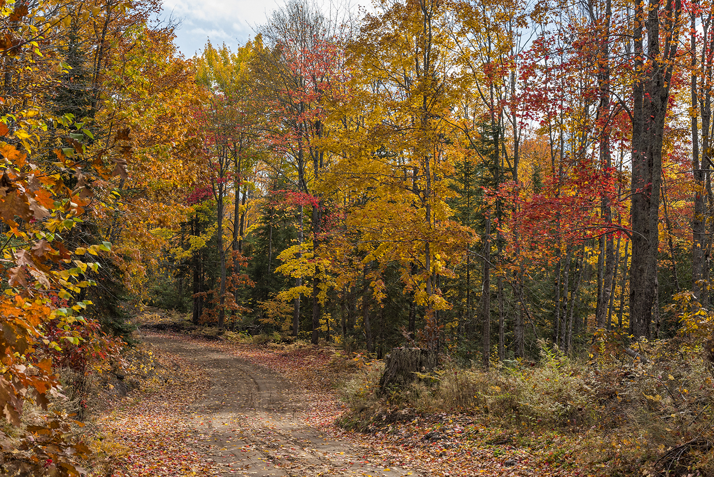 Down an Autumn Trail