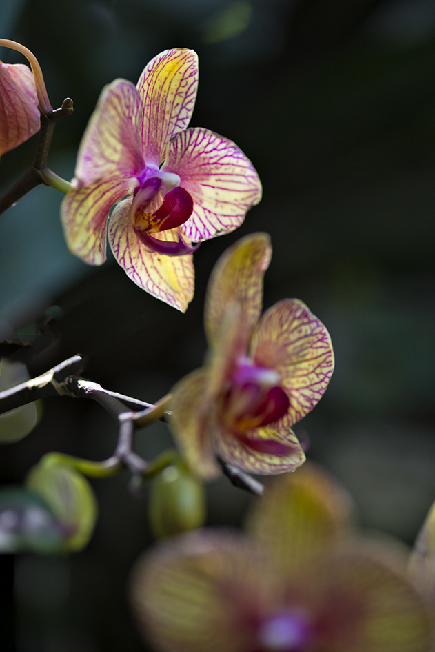 Orchidstrations